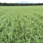 Implantation d’une prairie avec blé d’automne, Ferme Beaudry et fils