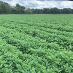 Le soya a belle allure dans les champs.