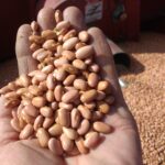 Les haricots brillent comme si Gertrude avait poli les grains un après l’autre.