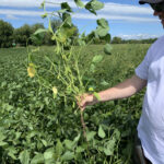 Plant de soya dans un champ situé à Noyan.