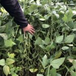 Les rendements de soya seraient nettement supérieurs en 2020 selon Statistique Canada