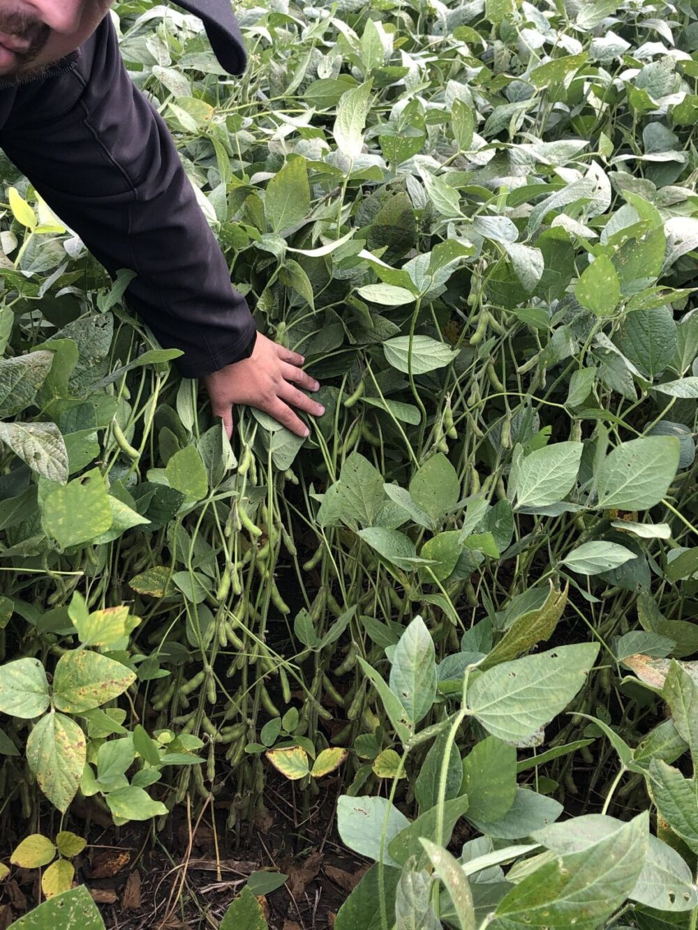 Les rendements de soya seraient nettement supérieurs en 2020 selon Statistique Canada