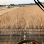 La récolte débute dans les variétés plus hâtives mais la saison prendra vraiment son envol dans les prochains jours.