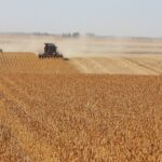 Les prévisions de rendement et les stocks ont été réduits par le USDA