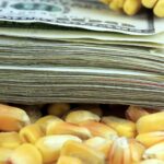 Du maïs à 300 $/tonne?