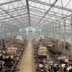 L'étable lumineuse de Fair Oaks Farms.