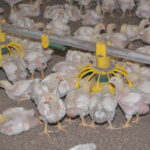 poulets, mangeoire
