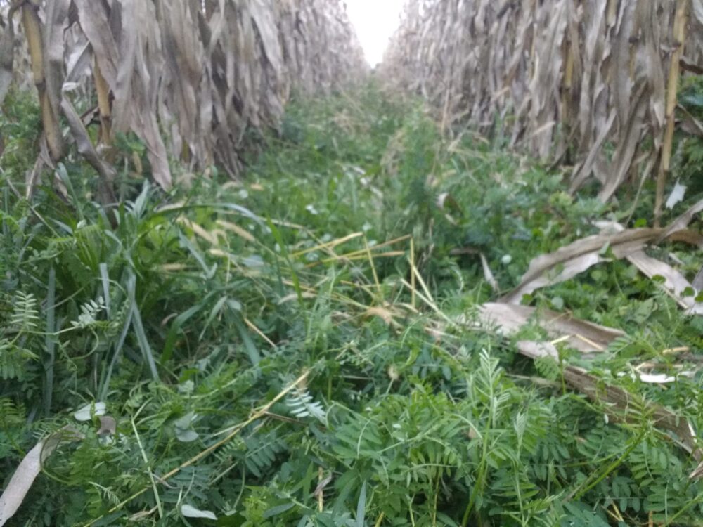 Semis direct ma&iuml;s 150 cm avec corridor solaire de tr&egrave;fle et vesse. Objectif ma&iuml;s-grain 2021 avec 50% moins de N min&eacute;ral.