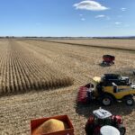 La récolte de maïs a débuté hâtivement grâce aux bonnes conditions.