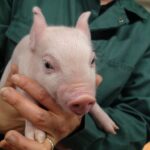 Des cheptels en hausse au pays