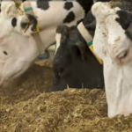 Les rations laitières riches en maïs ensilage