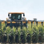 Le maïs de courte taille serait une solution environnementale et plus facile à entretenir pour les producteurs.