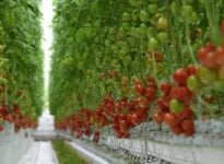 Les Producteurs en serre demandent des conditions équitables