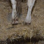 Il faut s’entraîner à voir les boiteries