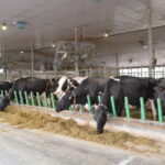 Les fermes de 100 vaches et plus sont plus endettées que les entreprises de plus petite taille.