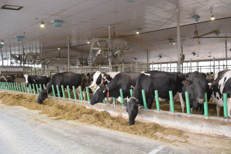 Les fermes de 100 vaches et plus sont plus endettées que les entreprises de plus petite taille.