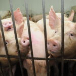 Ces cochettes sont dans la phase acclimatation.