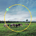 Les émissions de méthane des animaux d'élevage sont retournées au sol sous forme de CO2.
