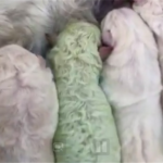 Pistachio, le chiot au pelage vert né dans un village italien.