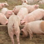 Il y a au moins 7000 petits producteurs de porcs à travers le Canada. Un des rôles de prévention contre la peste porcine africaine est de les identifier et de les sensibiliser.