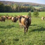 La vache Jersey gagne de plus en plus le coeur des producteurs laitiers du Canada.