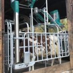 Le CowToilet de la compagnie néerlandaise Hanskamp a remporté l'or lors de la remise prix pour les meilleures innovations lors de l'EuroTier 2021.