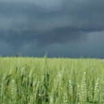 C’est comme si le blé servait de réserve d’énergie pour propulser les rendements de maïs vers de plus hauts sommets.