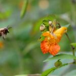 Abeille se dirigeant vers une impatiente du Cap.