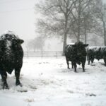 Le froid complique énormément les soins apportés aux animaux