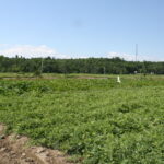 Le bio et le local, plus écologiques?