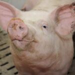 Code de pratiques pour les porcs en révision