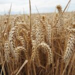 Nouvelles les plus populaires de la semaine