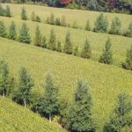 Exemple d'agroforesterie dans le Centre-du-Québec
