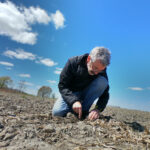Lorsque la température du sol reste froide, les grains semés avec le germe vers le bas pourront prendre jusqu’à 2 semaines de plus pour émerger