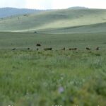 Un documentaire à la défense des prairies de l’Ouest