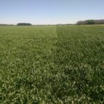 Le régulateur de croissance donne une couleur plus verte au blé dans la section de droite. Une pesée est prévue à la récolte.