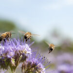 20 mai : Journée mondiale des abeilles