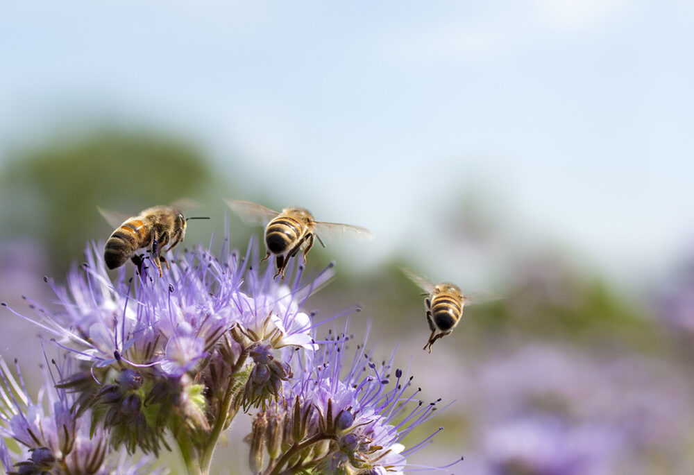 20 mai : Journée mondiale des abeilles