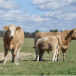 Les bovins pour contrer le gaspillage alimentaire