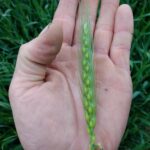De beaux épis bien grappés. Potentiel de 54 grains. Ça prend de la pluie pour s'assurer une bonne pollinisation et un bon remplissage.