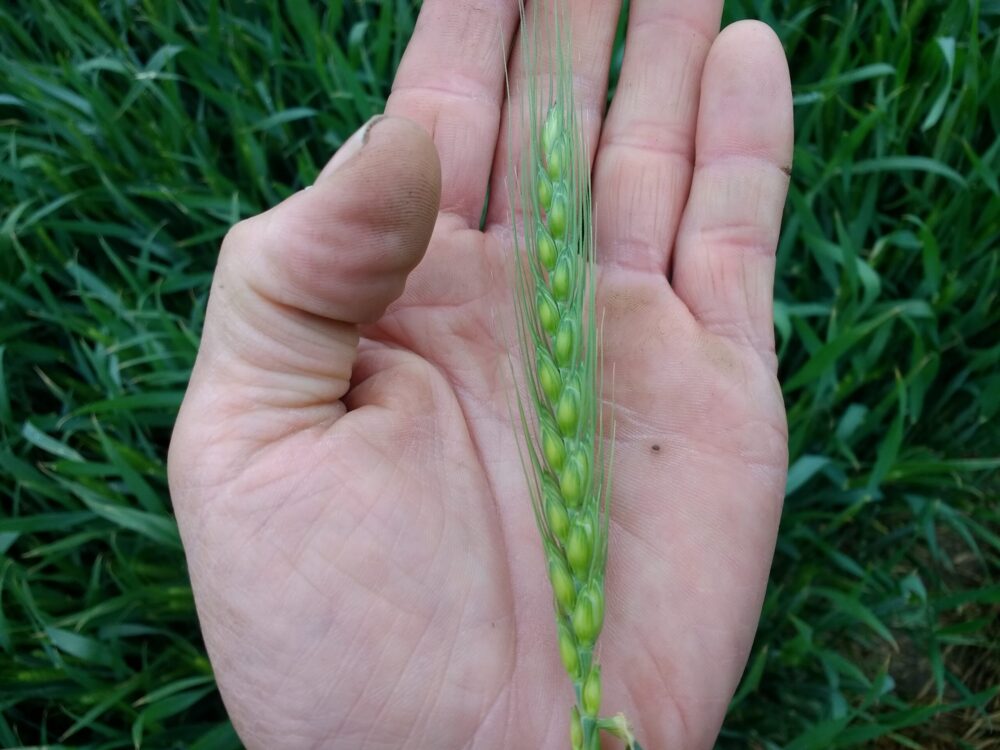 De beaux épis bien grappés. Potentiel de 54 grains. Ça prend de la pluie pour s'assurer une bonne pollinisation et un bon remplissage.