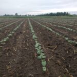 Sept millimètres de pluie. Assez pour noircir le sol, sortir les mauvaises herbes, donner un répit aux haricots et laisser la chance au vers de terre de sortir dehors.