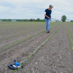 Première étape, estimer la population en mesurant 17 pieds 5 pouces sur le long d’un rang