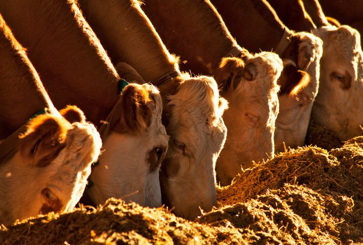 Un coup de pouce pour Boeuf Canada