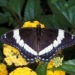 La papillon pourrait devenir l'emblème entomologique du Québec.