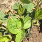 Effet d'un herbicide sur des plants de soya.