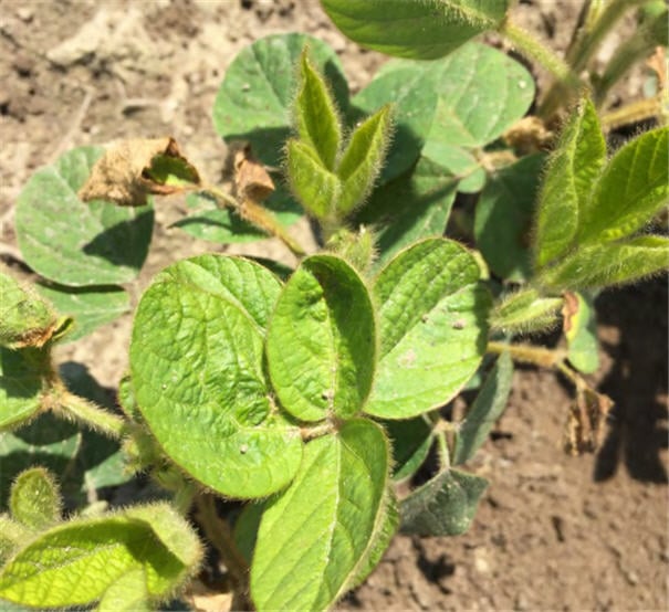 Effet d'un herbicide sur des plants de soya.