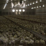 La recherche montre que les oiseaux qui étaient soumis à plus d'obscurité se nourrissaient plus fréquemment et augmentaient fortement l'alimentation anticipée lorsqu'ils savaient que les lumières allaient bientôt faiblir.