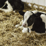 Les 4 S de la gestion de la douleur