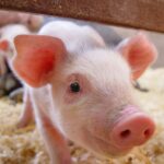 Les porcelets mâles sont moins résistants au stress